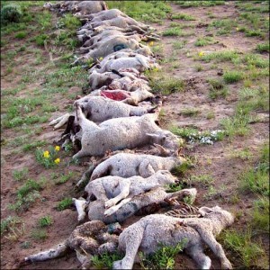 sheep-surplus-kills-300x300.jpg